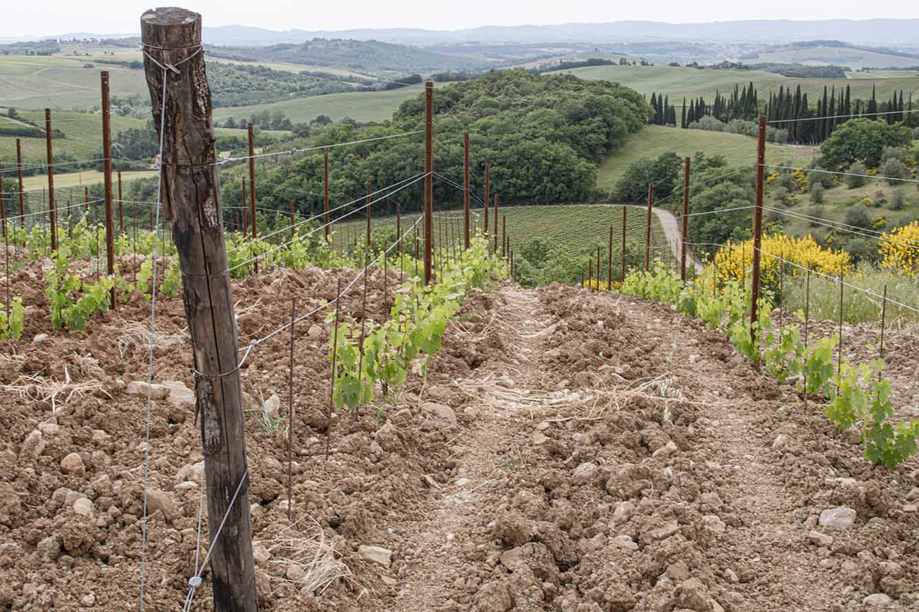 immagine vigneto nel Chianti