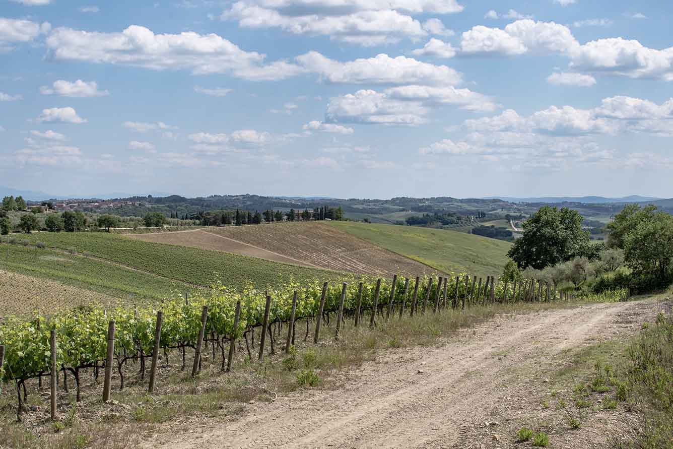 immagine vigneto nel Chianti